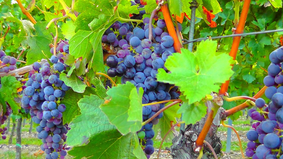 ripe-77335_960_720