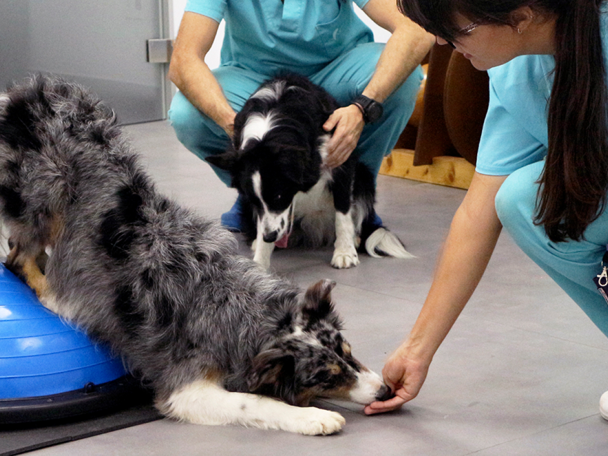 Fisioterapia y rehabilitación animal sevilla