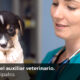 funciones de un auxiliar de veterinaria