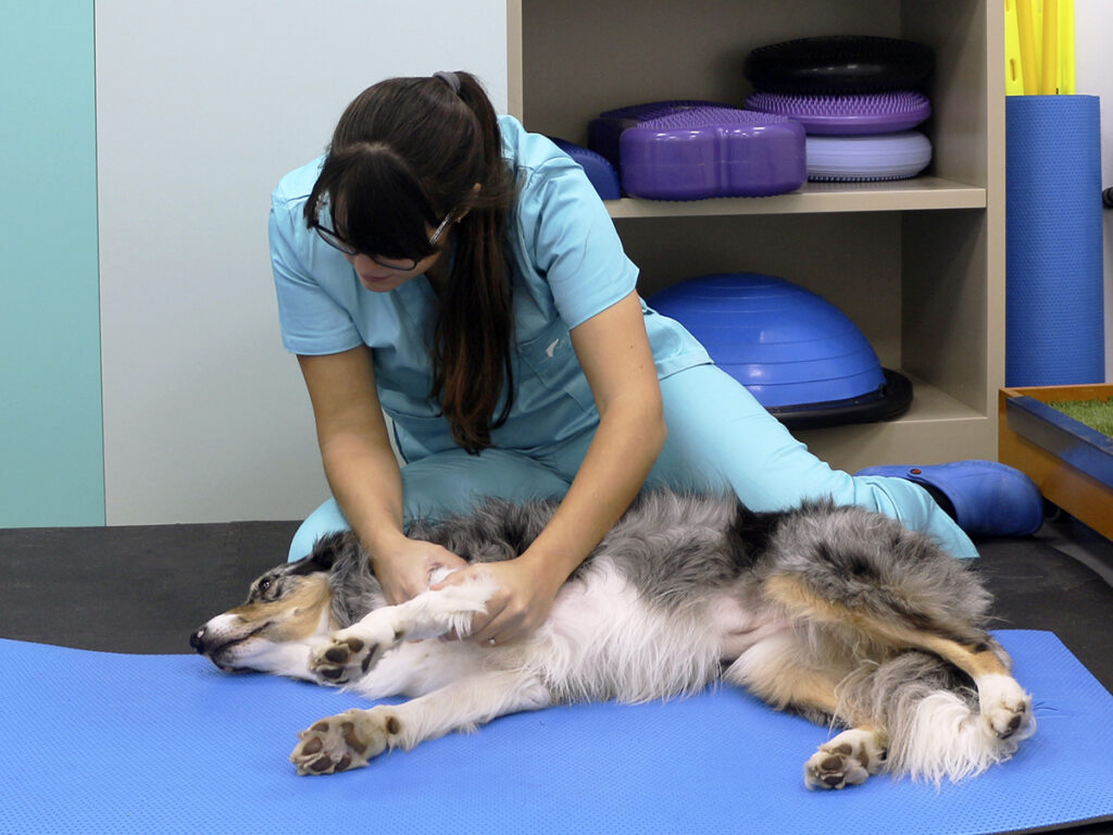 Chica practicando fisioterapia animal.