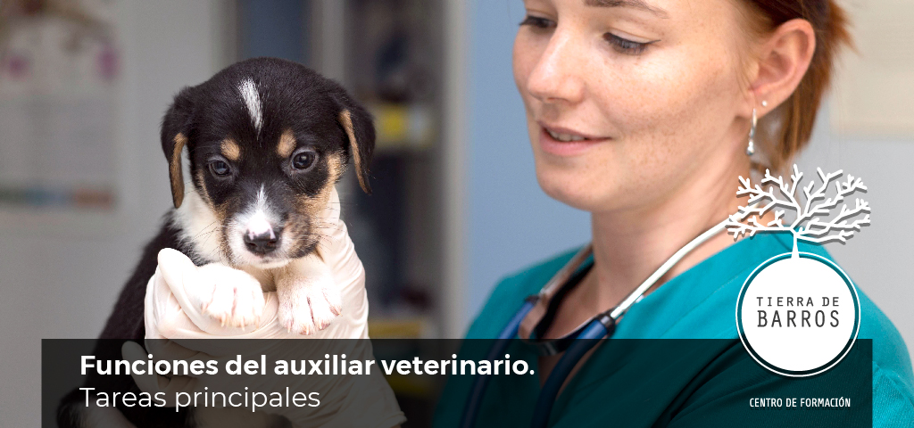 Funciones de un auxiliar de veterinaria: Tareas principales