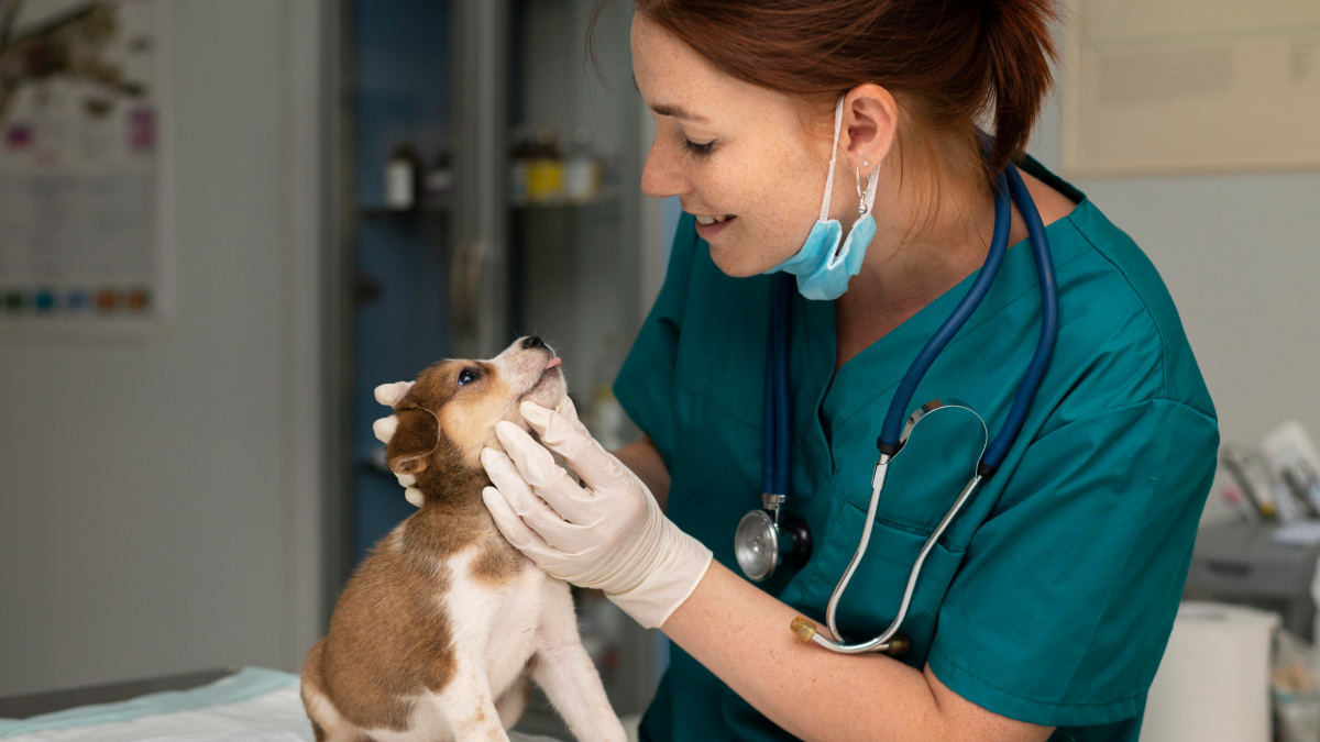 ¿Cómo puedo trabajar con animales sin ser veterinario?