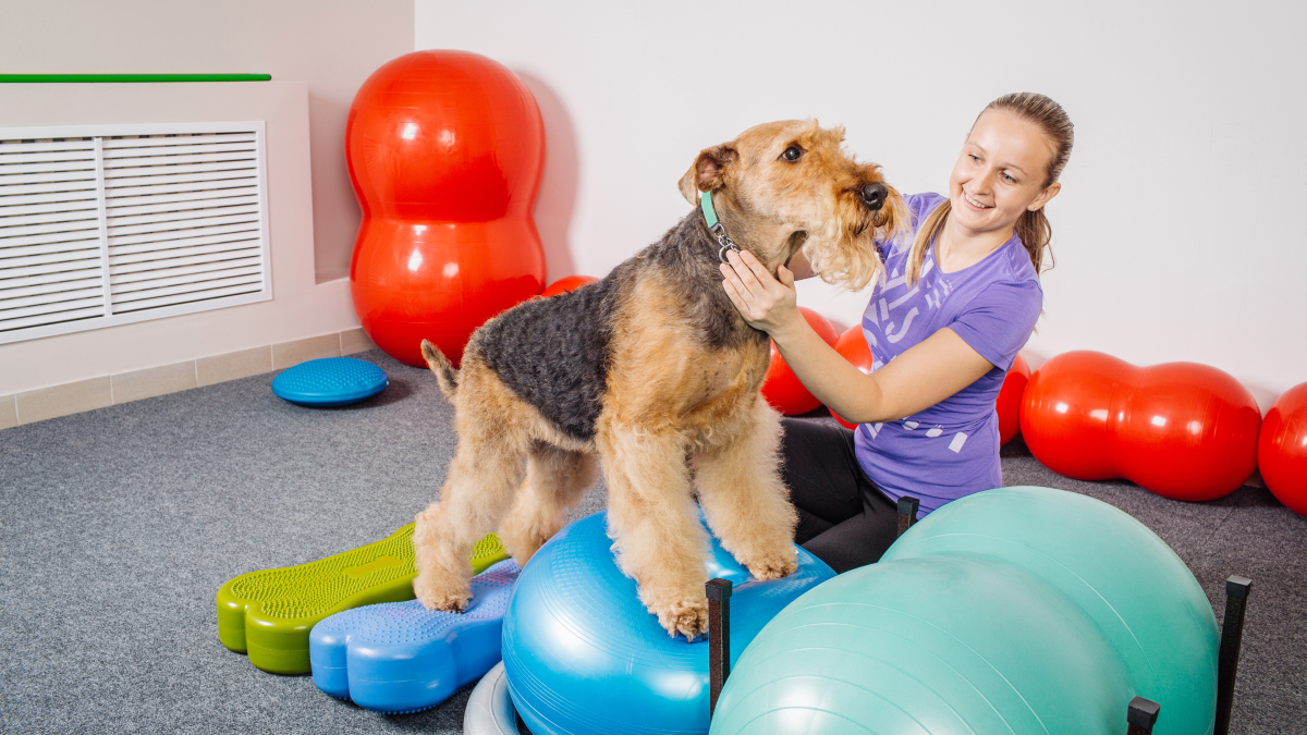 Cómo la fisioterapia para perros puede ayudar a su recuperación