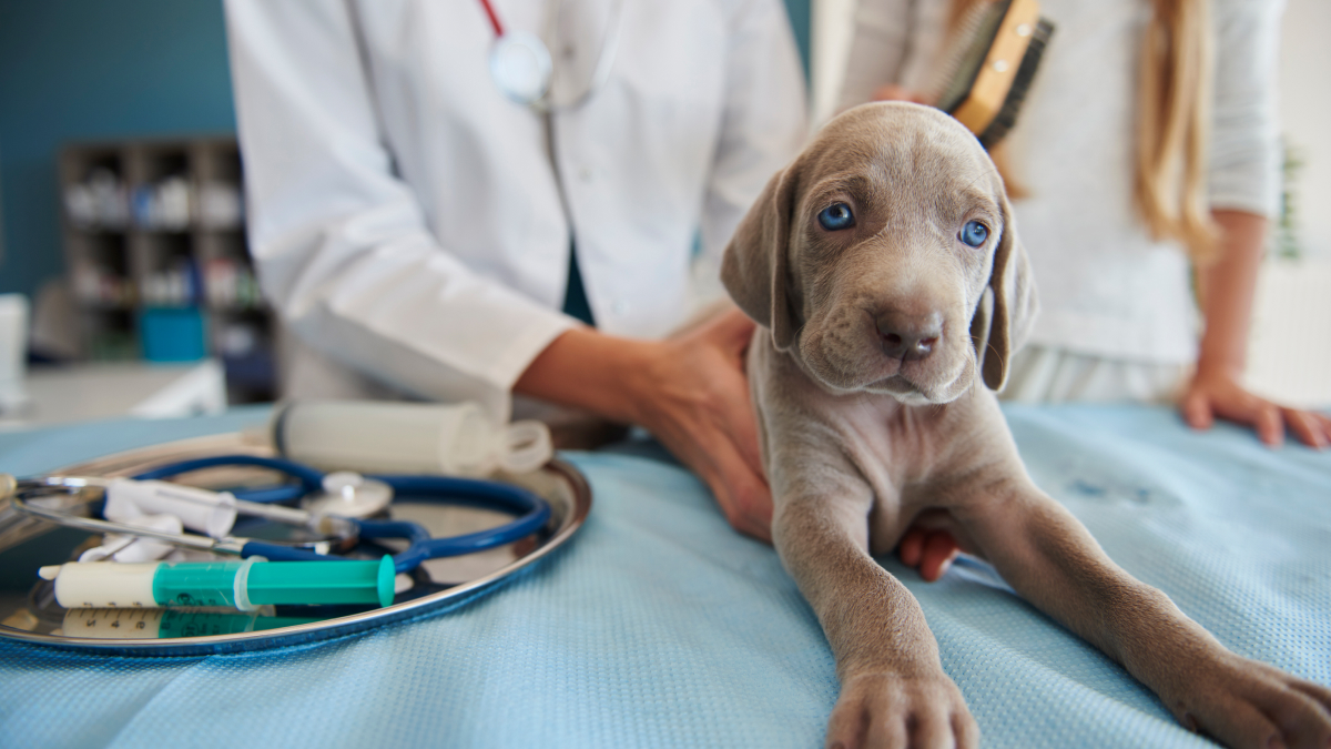 ¿Cómo es la hospitalización de un perro?