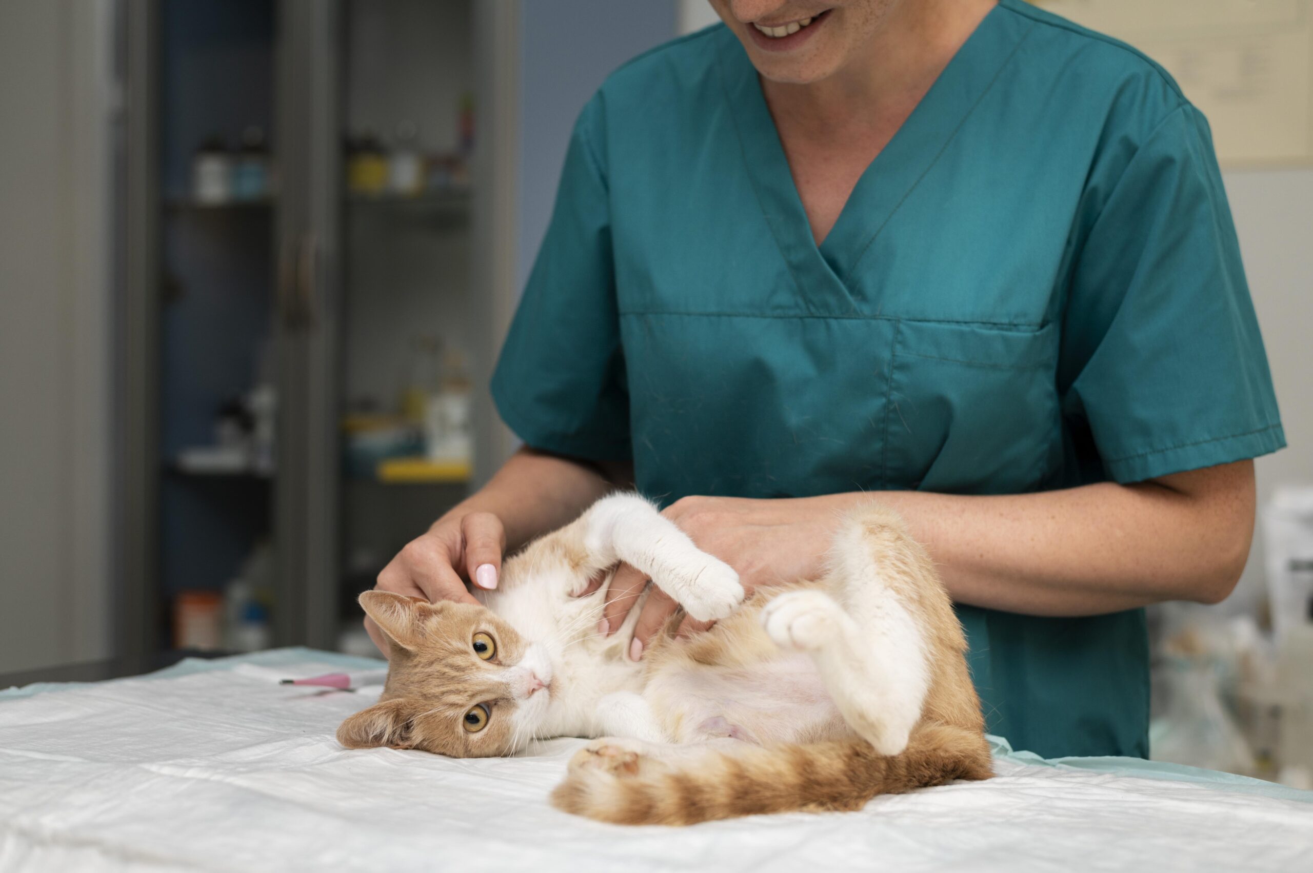 Cómo detectar melanomas en perros y gatos: Guía para auxiliares clínicos veterinarios