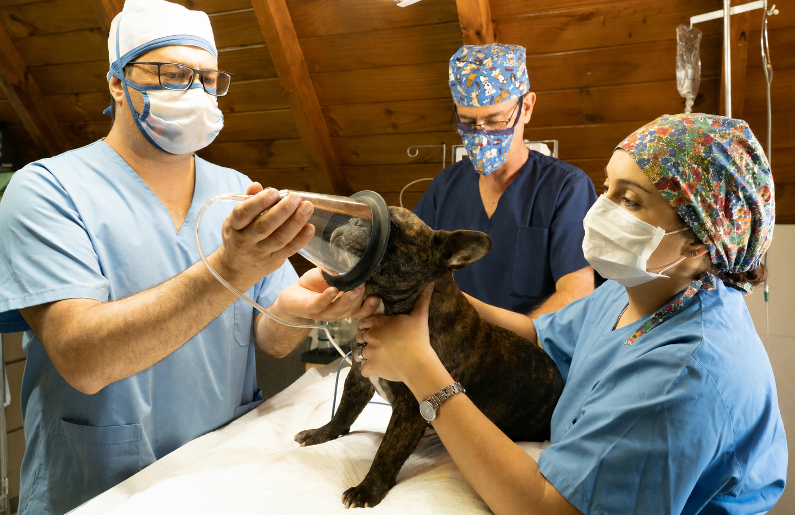 La importancia del auxiliar de veterinaria en cirugías: protocolos de apoyo y esterilización