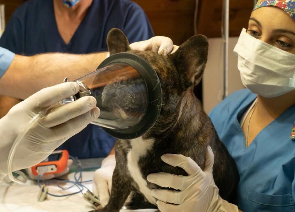 La importancia del auxiliar de veterinaria en cirugías: protocolos de apoyo y esterilización 2 pexels juanjo 7121992