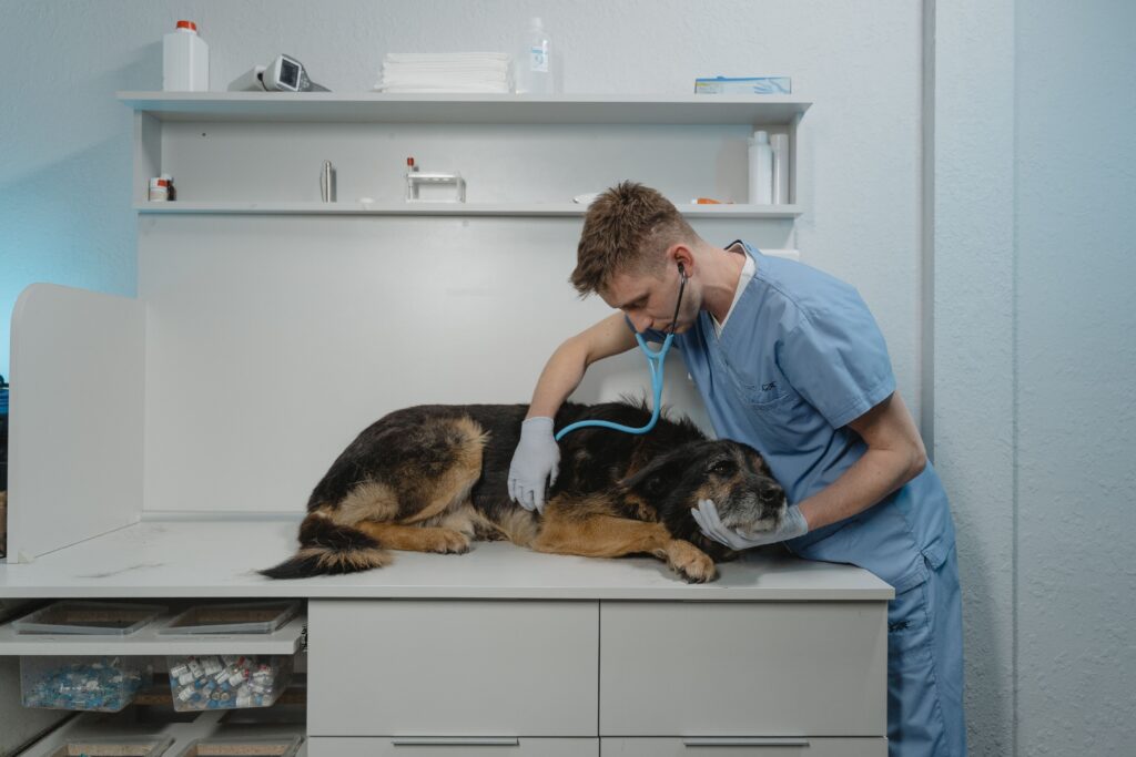 ¿Cuánto gana un auxiliar de veterinaria en España? Guía salarial actualizada 2026 1 pexels tima miroshnichenko 6235231 1