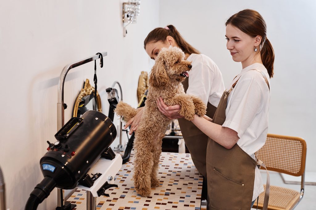 Perros y pelo suelto: muda, cuidados y peluquería canina 2 peluqueria canina 1024x683 1