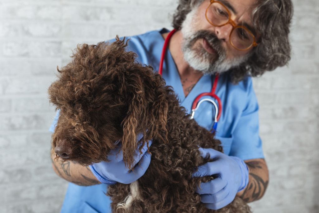 Perros y pelo suelto: muda, cuidados y peluquería canina 1 visita veterinario 1 1024x683 1